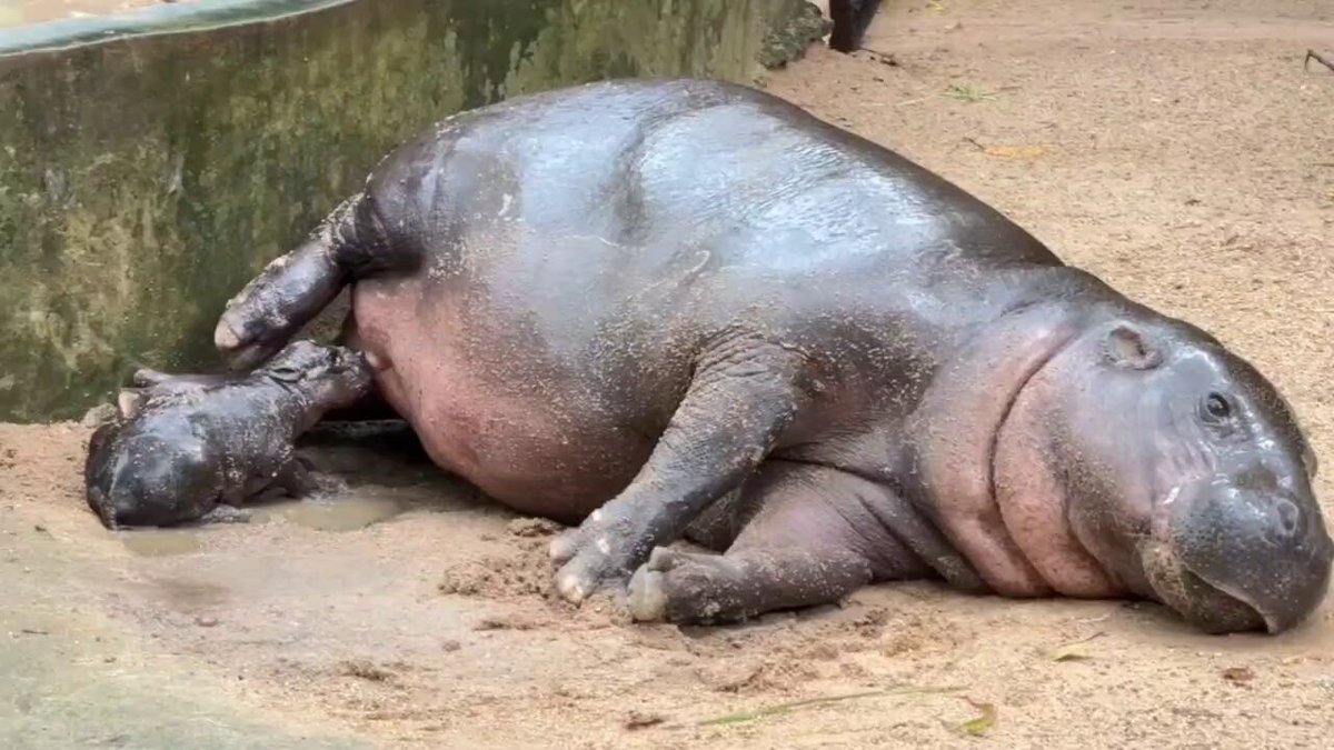 タイの動物園で生まれたコビトカバの赤ちゃん、荒ぶるかわいさに