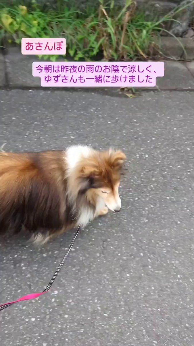 あさんぽ #シェットランドシープドック #シェルティ #犬のいる幸せ
