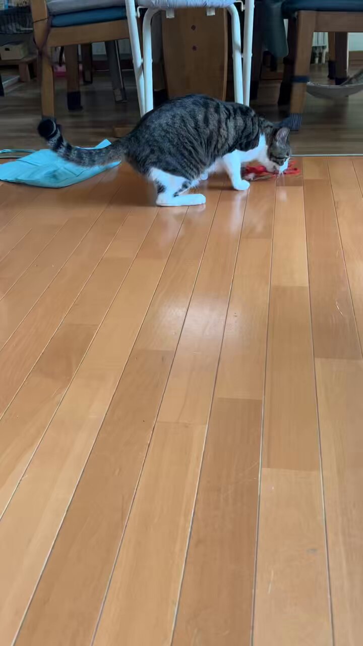 福ちゃん D2zA7WDVYAYvdak.jpg