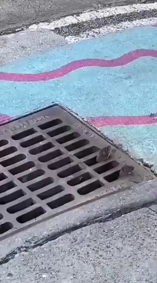 [問卦] 有片！ 巴黎市區主廚瘋狂出巡！