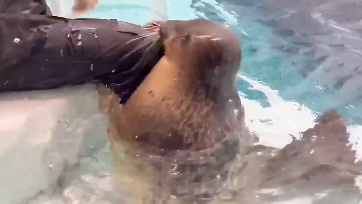 甘えん坊っちゃん🍭 #海遊館 #ワモンアザラシ #ミゾレ #ringedseal