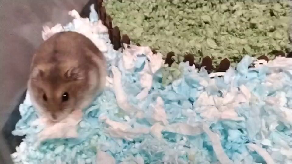 BUCATSTATE ハムスター 小動物 80 ブカスター 白 外箱ダメージあり