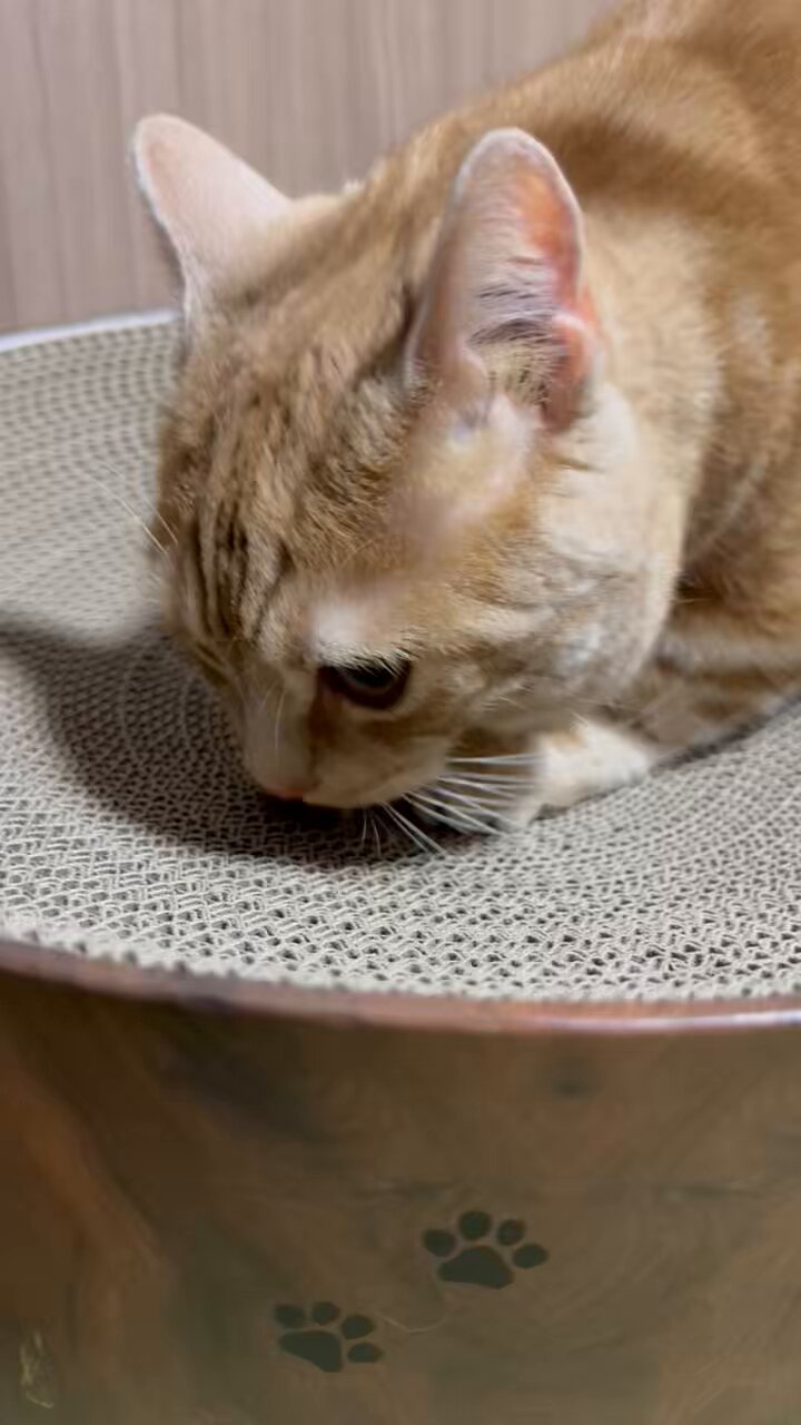 ⭐︎ねこちゃん ねこちゃん on X: 