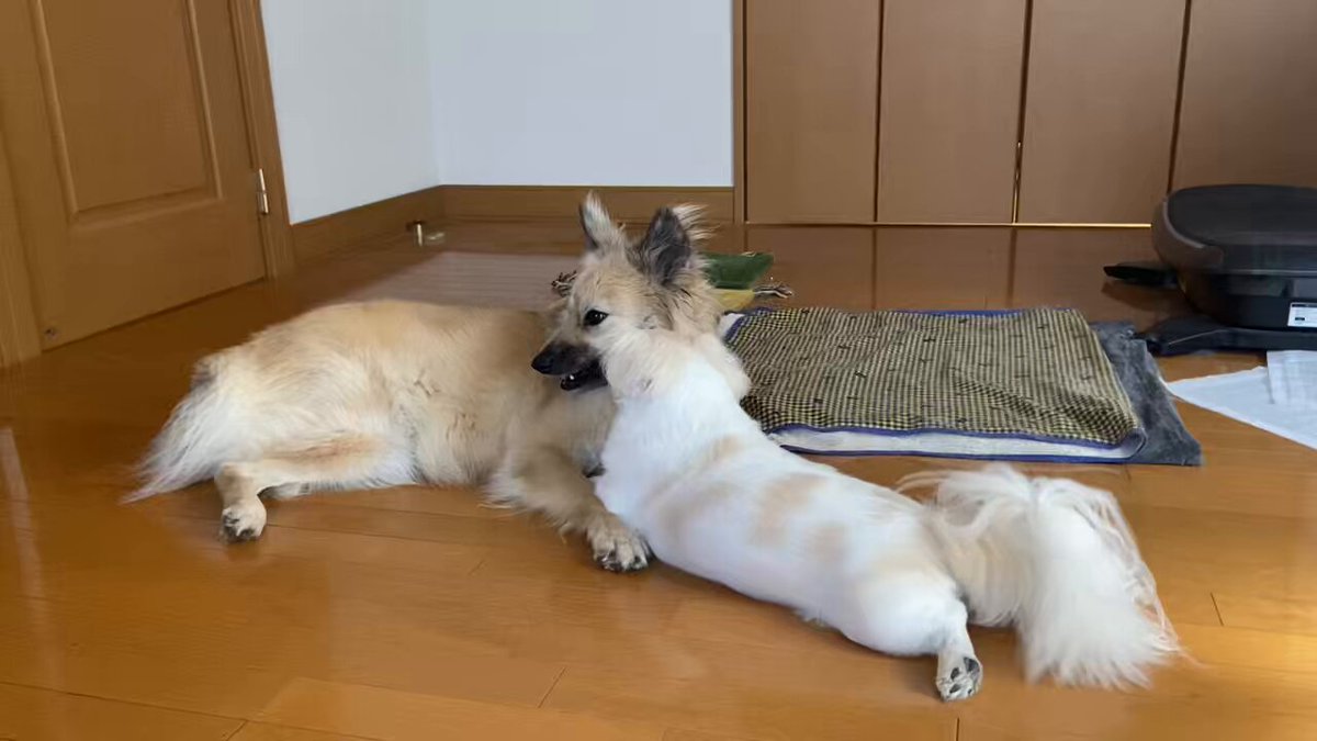 獅子丸😆野犬のおやぶん！！ (@440trainer) / X