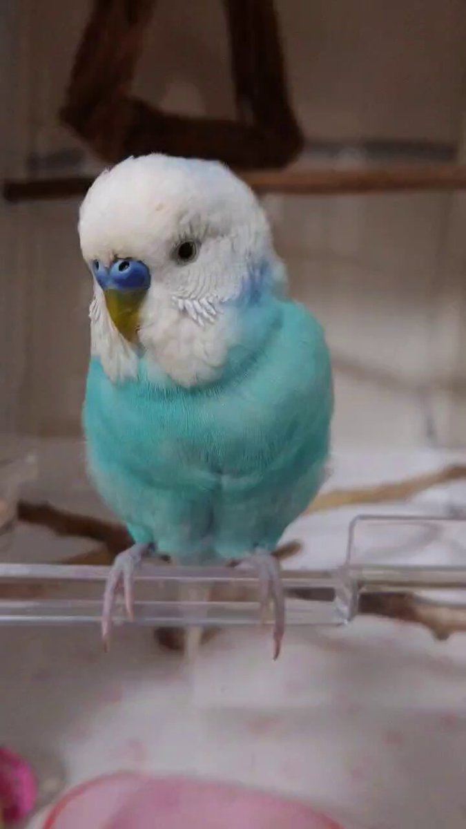 ゆきよもりん パネル 女の子 インコ柄 くるりんぱ🌀✨ 小柄なリアラは