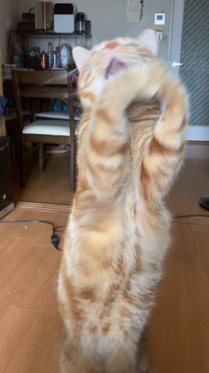 ねこぽん⭐︎プロフ必読 I am no longer bitten by cats! - YouTube