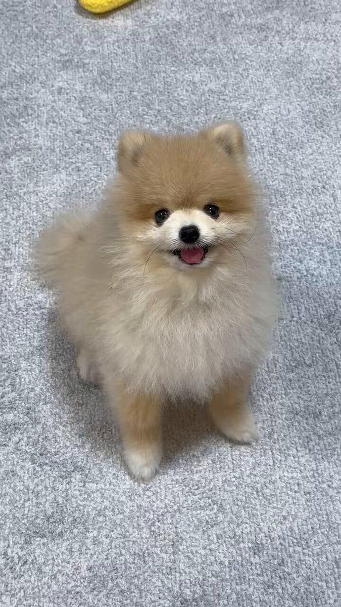 ♡クリスマスポメちゃんオーダーページ @nu_chan_pome's video Tweet