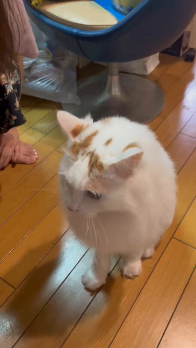 ボケ・放春花　※ご相談ください マンデビラ🌼