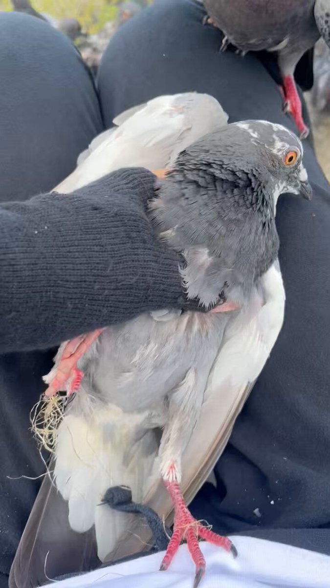 鳩ぽぽさん専用 鳩ぽっぽ🇯🇵 (@hato.po.ppo) • Instagram photos and videos
