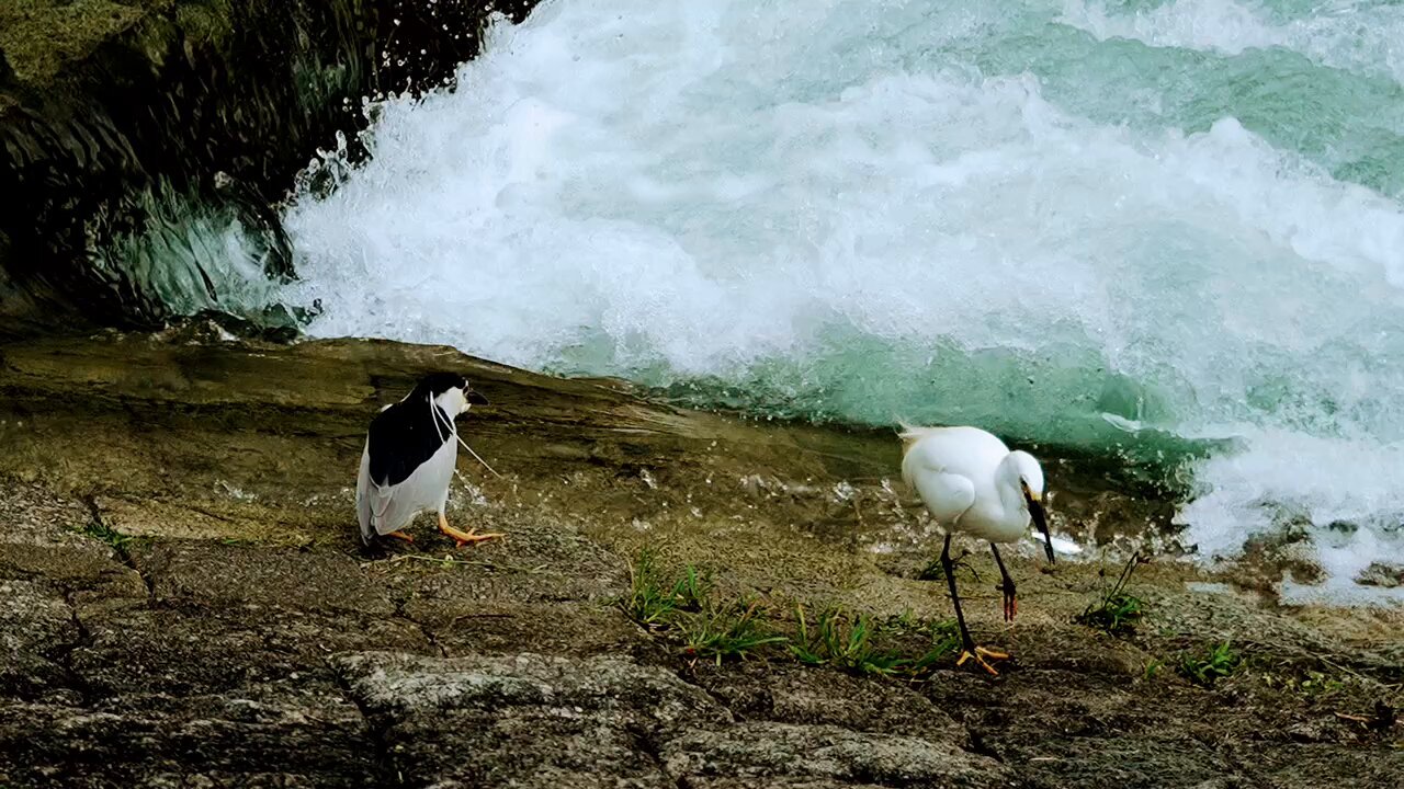 鴨川ゆりかもめ (@along_KamoRiver) / X