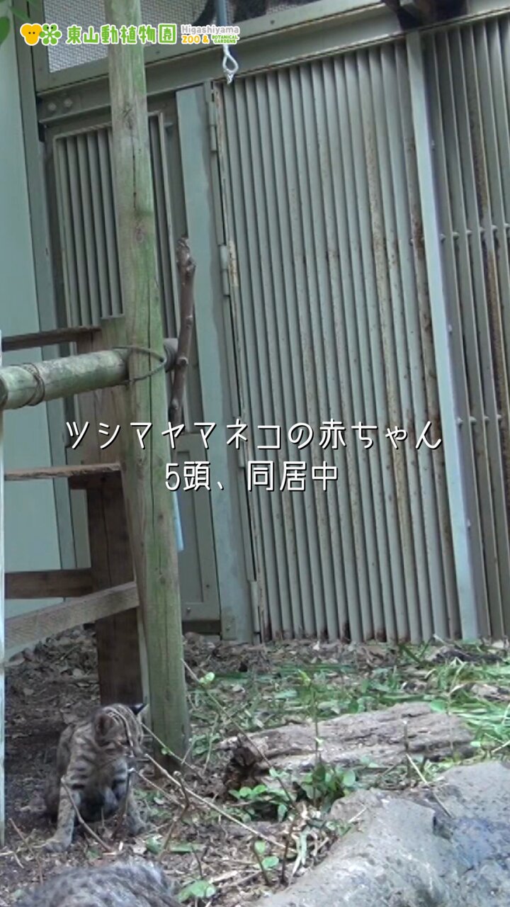 やまちゃん RWDドリフトカー YD-2ZX ブラックバージョン - ラジコンカー・RC