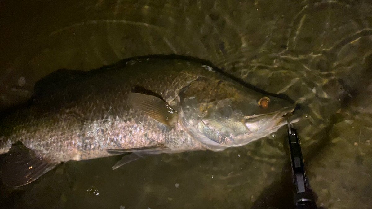 極上在銘出目金魚根付　29g 東Y7-0502⭐︎1Fトヒチ 金剛激かわはぎ176 黒龍 - 櫻井釣漁具株式会社
