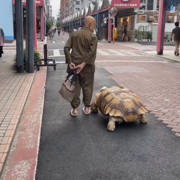 月島の通りをおじいさんと帽子をかぶった大きな亀が散歩している光景