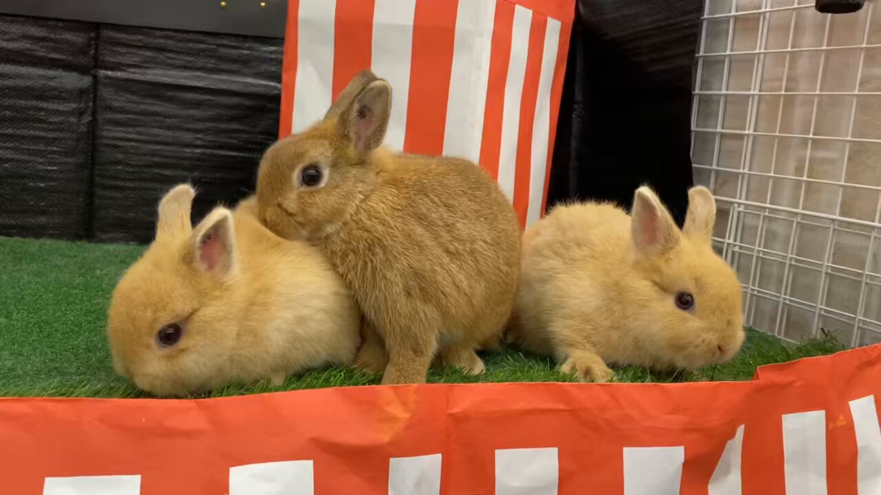 うさぎのしっぽレイクタウン店 on X: 