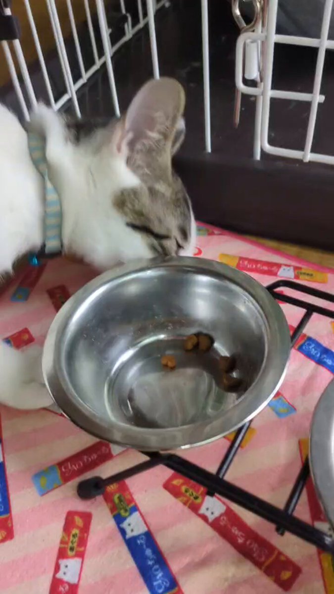 とよちゃん 82RKnn2O_200x200.jpg