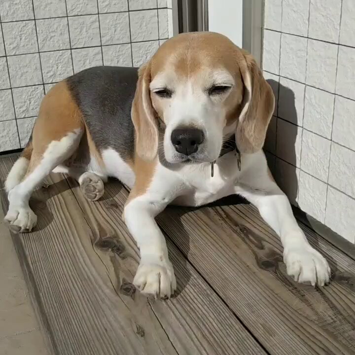 ビーグル犬 - Search / X