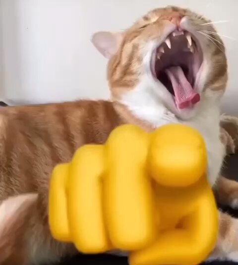allreactionvids s video Tweet