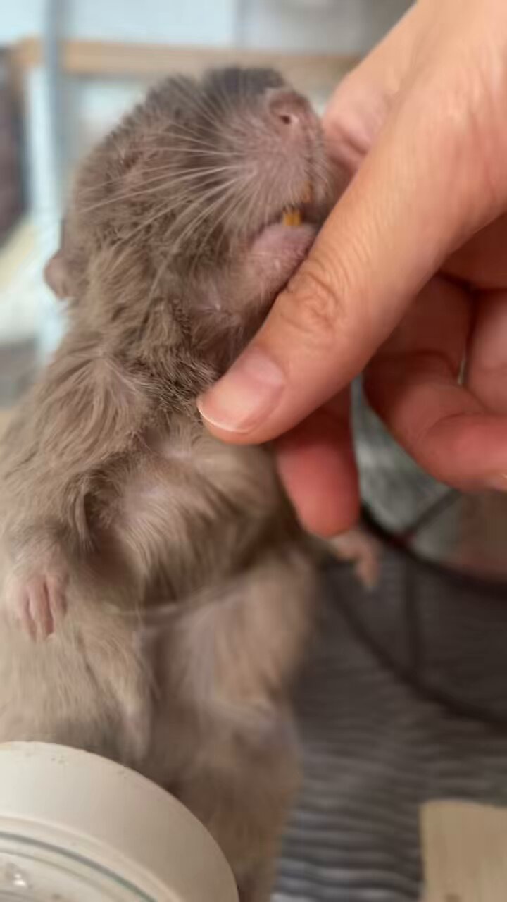 ✳*︎様 vintage bear ゼンマイ仕掛けミルク飲み クマさん くま ヴ