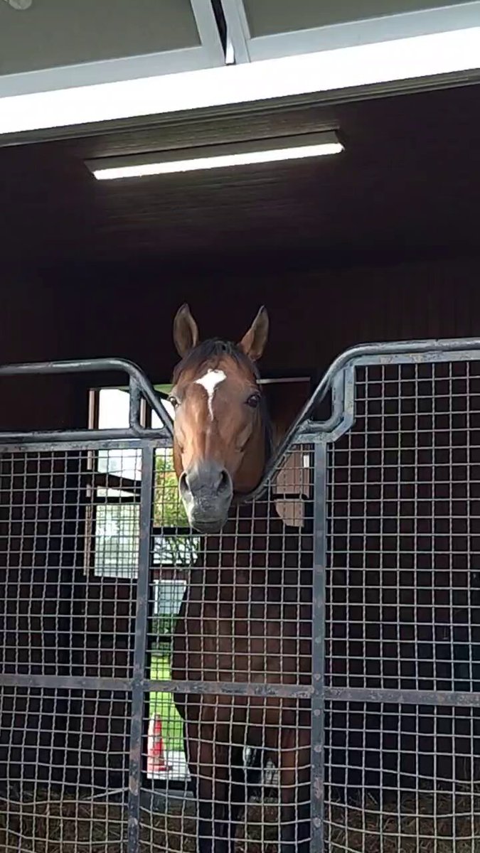 早い者勝ち‼️ラジャス⭐️イオンチャンネル（ゴールドのみ）❣️超特価⭐️⭐️⭐️ ｼﾞｬｽﾀｳｪｲ