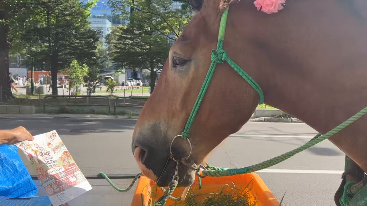 LA・RUE スワロフスキークリスタル 5ライン カーブ額革 乗馬用品