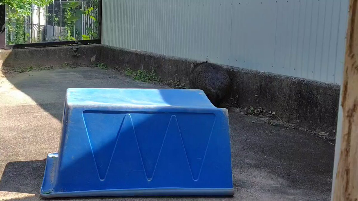 【五月山動物園】ウォンバットのユキさん、涼しくなってきたので二足歩行の練習に励むのサムネイル画像