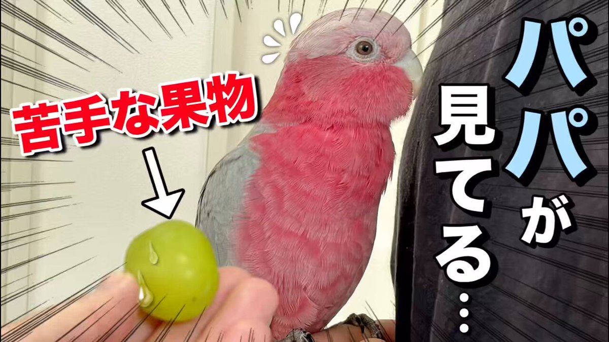 ゆきまるWG 幸まる (@yuki_mr_08) • Instagram photos and videos