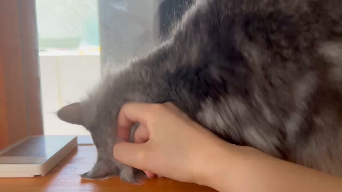 CATLAND Vivi (@Vivi_siberian) / X