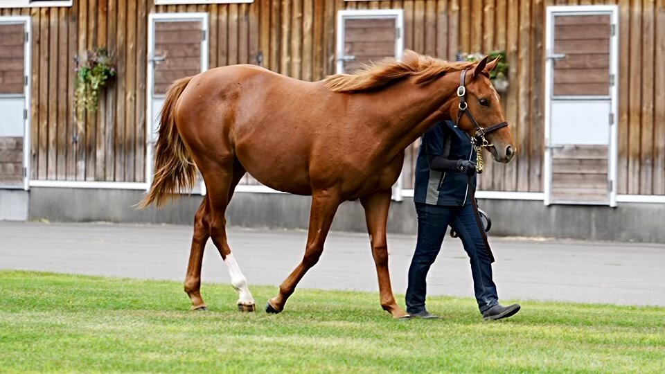 【5日19時まで延長値下げ】神椿市建設中(5種)　オルフェーヴル 中野競馬場🍦 (@orfevreinc) / X
