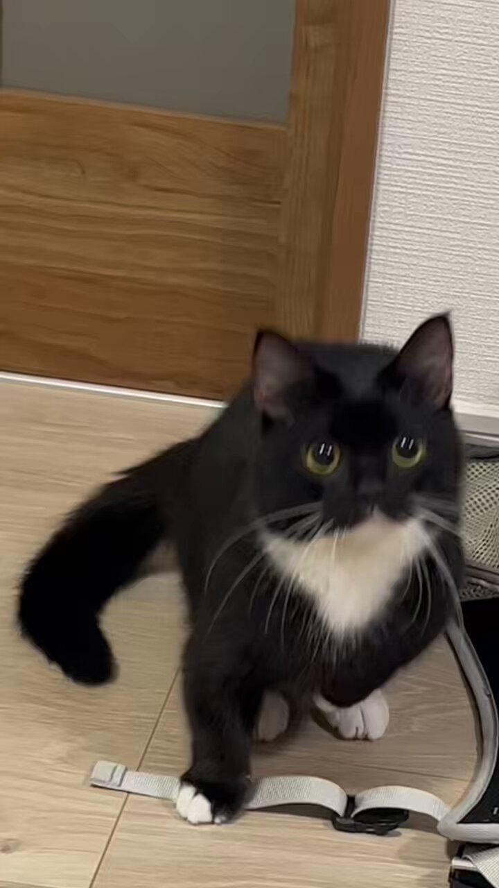こはぜ on X: 