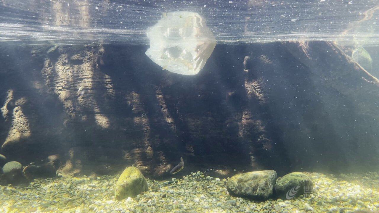 世界淡水魚園水族館 アクア・トト ぎふ on X: 