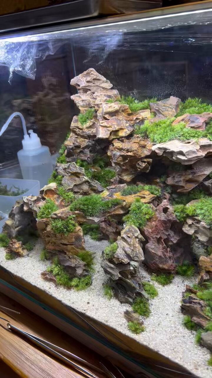 こけむすび 苔むすび-プレミアム限定作品-