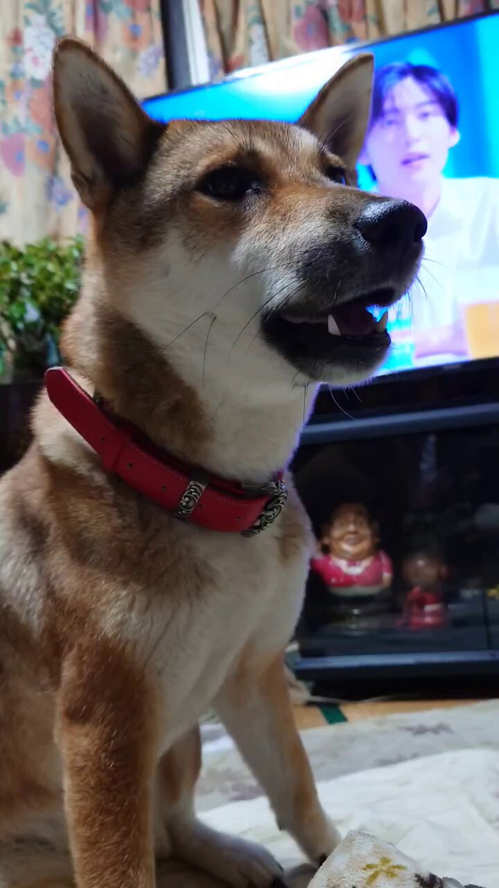 犬好きさん - Search / X