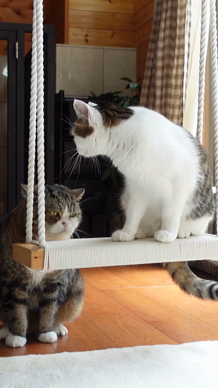 I am Maru. (@Maru_0524) / X