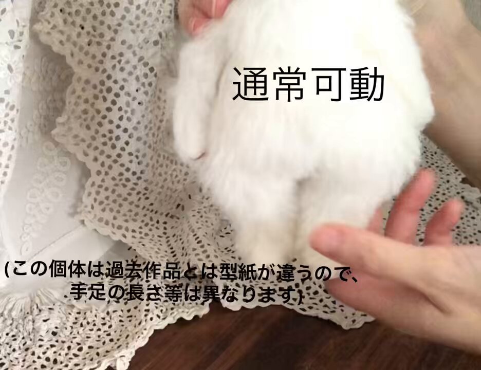 猫がいる風景🐈 ＊ きじ白猫さん 手を揃えてちょっとおすまし顔