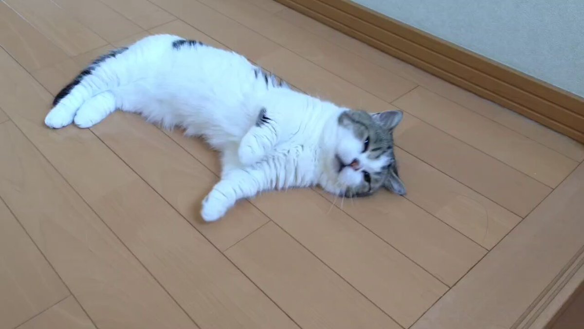大の字猫 五十嵐健太@飛び猫®︎ on X: 