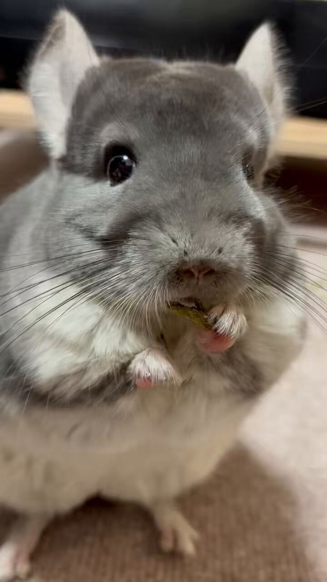 まめたろ まめたろー日記