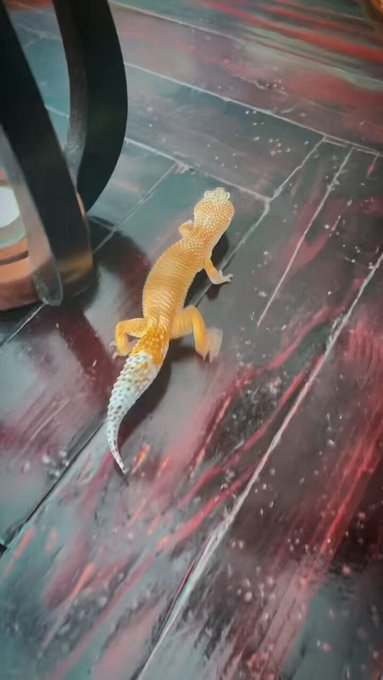 Nugget says hi https://t.co/HmiIOO0LRt<a href="/tag/glitch"class="tags"><span>#glitch</span></a>