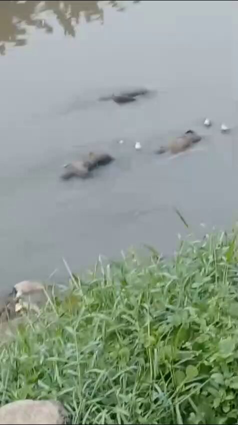 [爆卦] 印尼的勿加泗河發現八具男浮屍