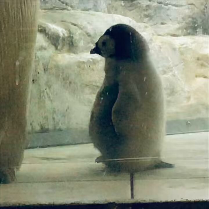 ペンギン剥製 ペンギン 剥製