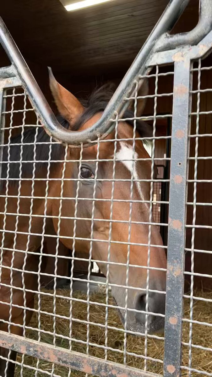 早い者勝ち‼️ラジャス⭐️イオンチャンネル（ゴールドのみ）❣️超特価⭐️⭐️⭐️ ｼﾞｬｽﾀｳｪｲ