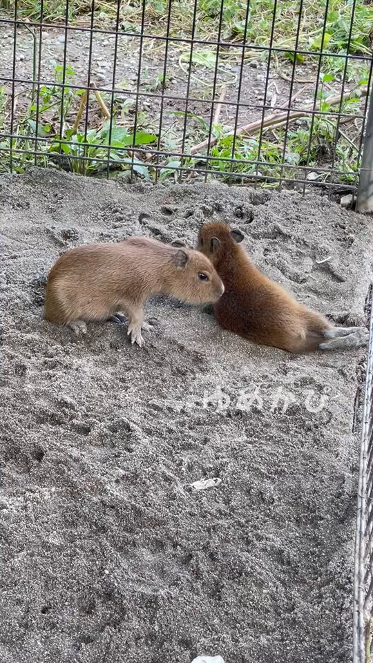 カピバラページ 井の頭自然文化園［公式］ on X