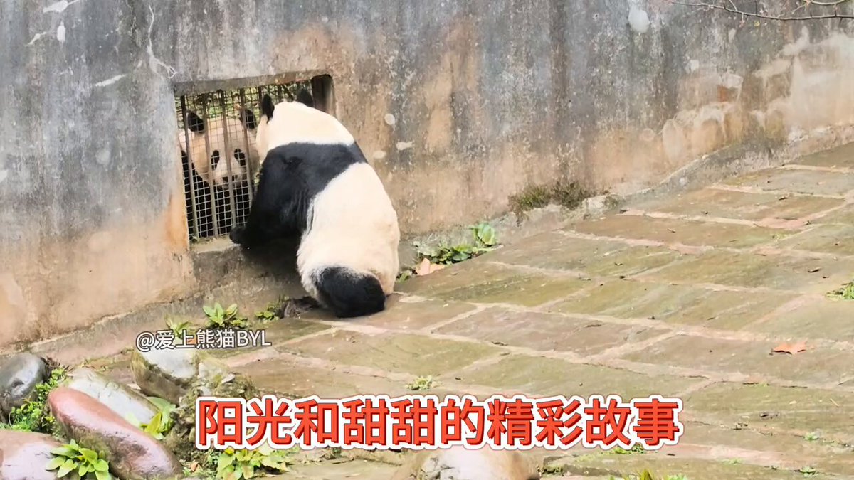 ૮ . ̫ . ა ⸝꙳ (@zhengzaitiaohe) / Posts / X