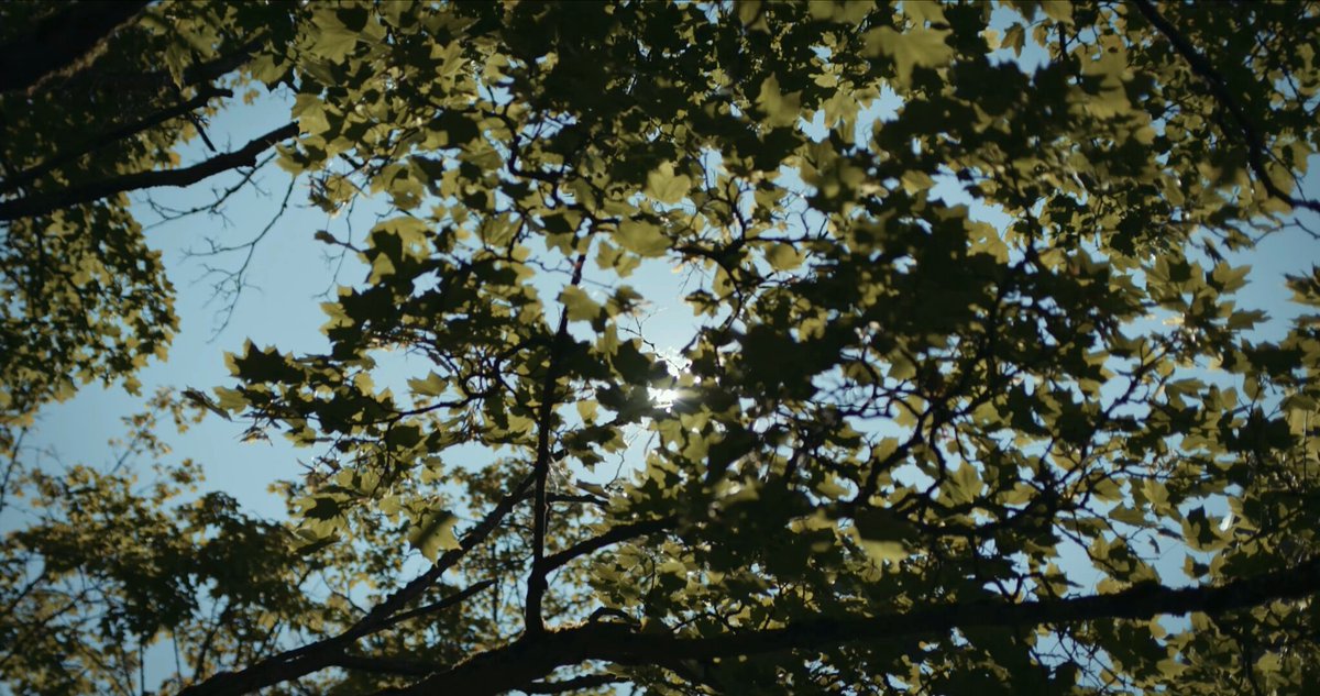 EigenLayer video thumbnail showing sunlight through trees