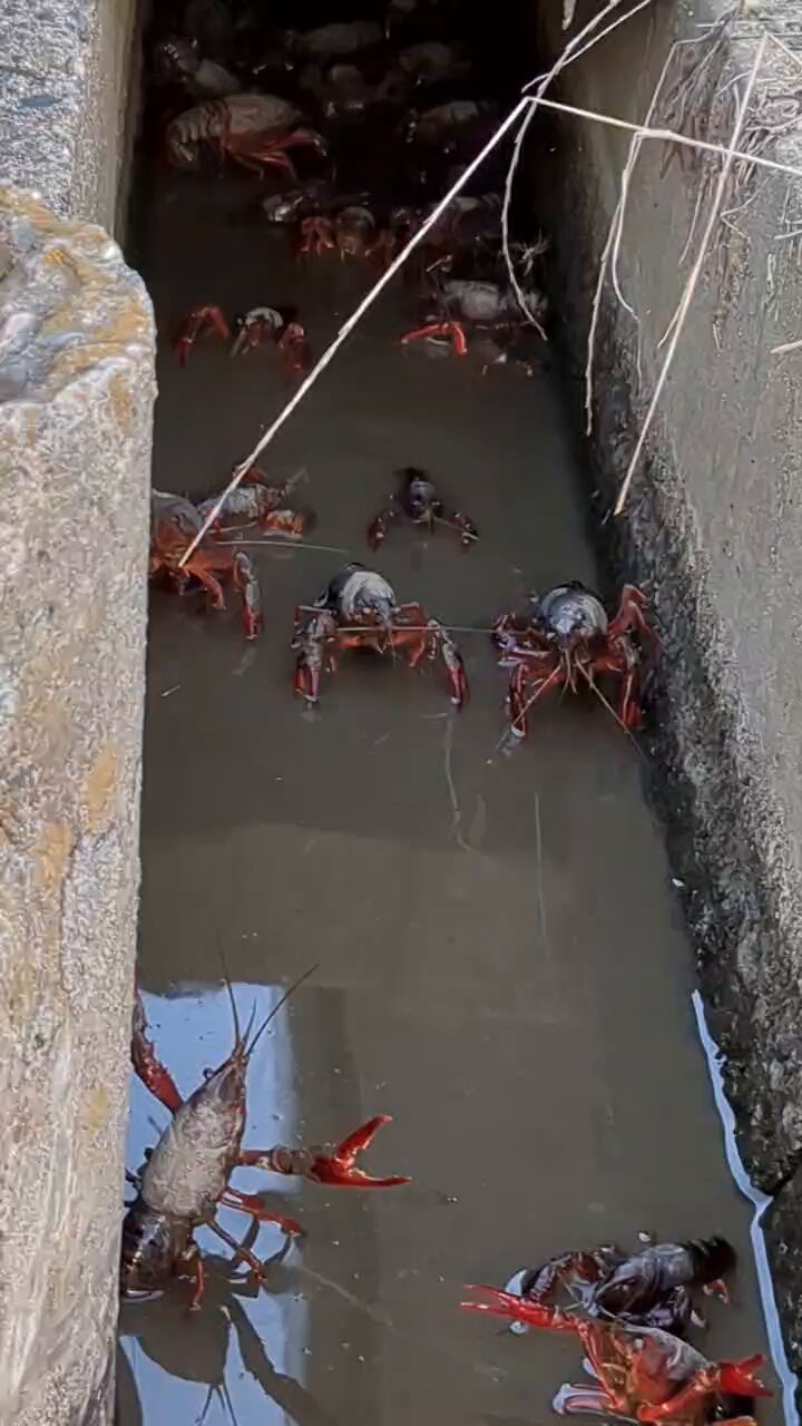 矢板緑　ザリガニ 矢板緑ザリガニ