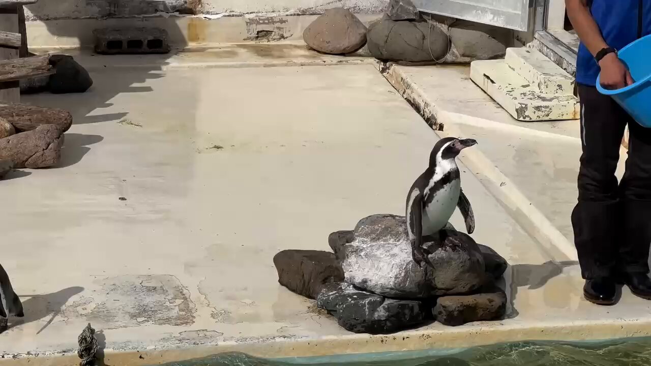 自由すぎるペンギンショー - البحث / X