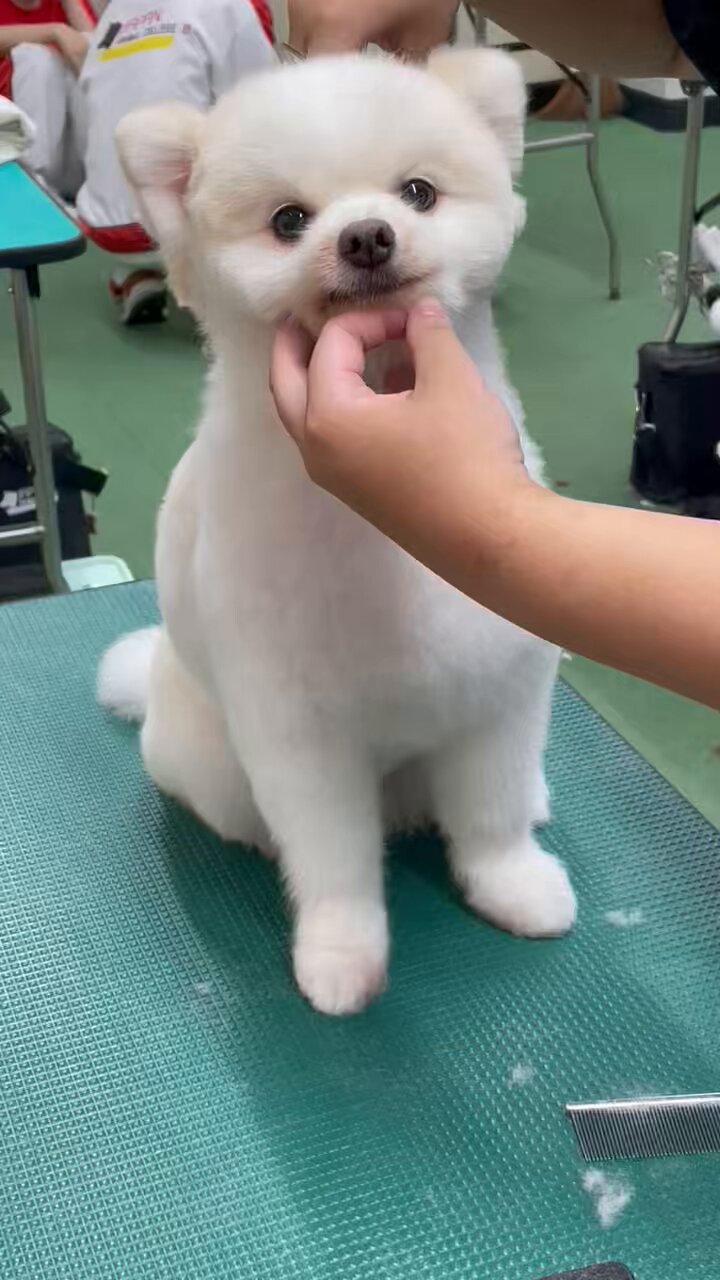 専門学校日本動物21【公式】 on X: 専門学校日本動物21【公式】 on X: