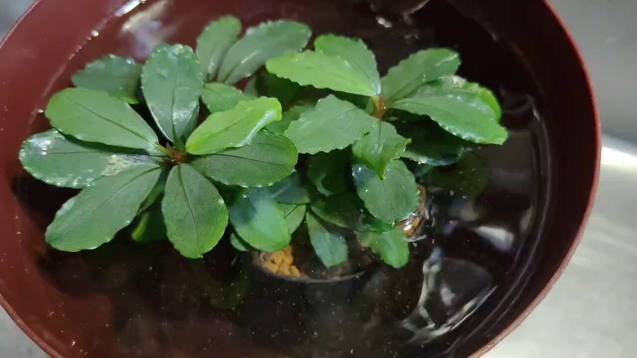 807さんBUCEPHALANDRA 光沢優先 807さんBUCEPHALANDRA 光沢優先