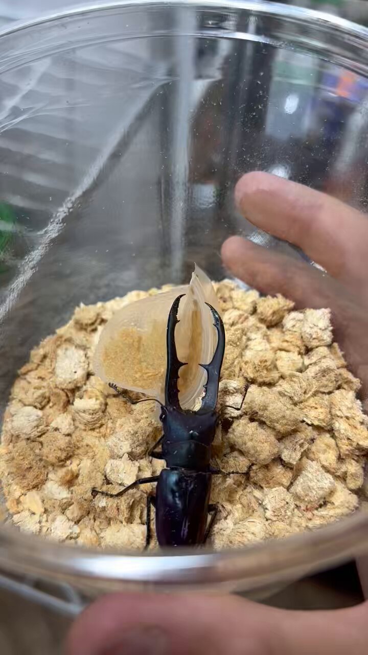 カブクワLink (tell090-5053-8896) (@kabukuwaLink) / X