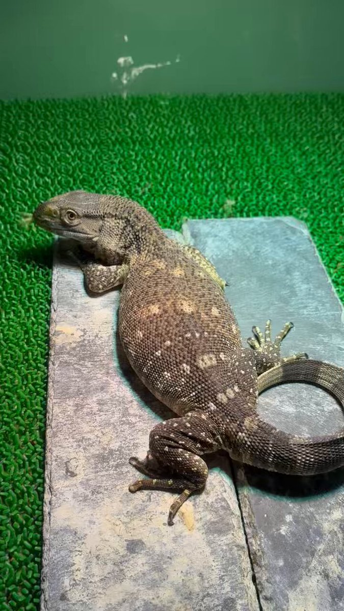 アフリカンロックモニター