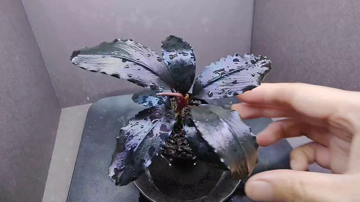 Bucephalandra sp. \"Theia blue\" /ティアブルー キボーデコ on X: 
